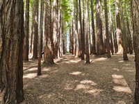 Pathway through Redwood Forest 