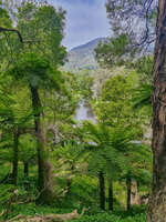 Lush Forest and River in Warburton 