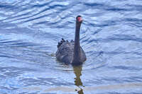 Black Swan on Rippling Water 