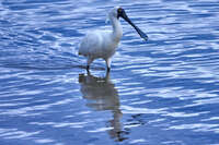 Spoonbill wading through calm water 