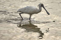 Spoonbill wading in reflective waters 