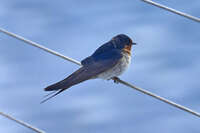 Swallow resting on steel cable 