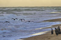 Seabirds flying over ocean waves 