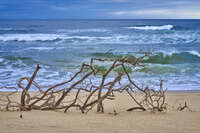 Driftwood on a windswept beach 