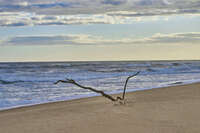 Driftwood on a quiet beach at sunset 