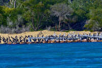 Birds perched on Bullock Island pier 