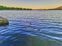 Ducks at Lake Burley Griffin during sunset 