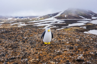 Hrafntinnusker penguin and snow mountain South,  Iceland, Europe