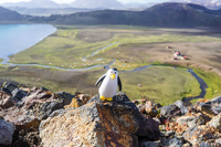 Alftavatn Lake penguin on ridge South,  Iceland, Europe