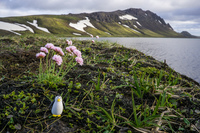 Alftavatn Lake penguin and flowers South,  Iceland, Europe