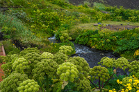 green cauliflowers South,  Iceland, Europe
