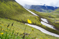 fimmvorduhals trail yellow floers South,  Iceland, Europe