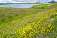 Myvatn Lake Crater yellow flowers field aukery,  Northeast,  Iceland, Europe