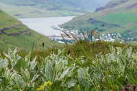 Seydisfjordur city behind green plants Akureyri,  East,  Iceland, Europe