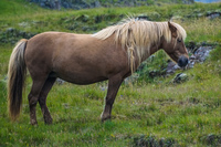 Road to Hofn horse Akureyri,  East,  Iceland, Europe