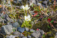 Hofn Offroad Glacier white flowers Snafellsjokull,  East,  Iceland, Europe