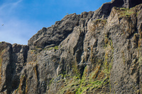 Vikurfjara Black Sand Beach puffin cliff Vík,  South,  Iceland, Europe