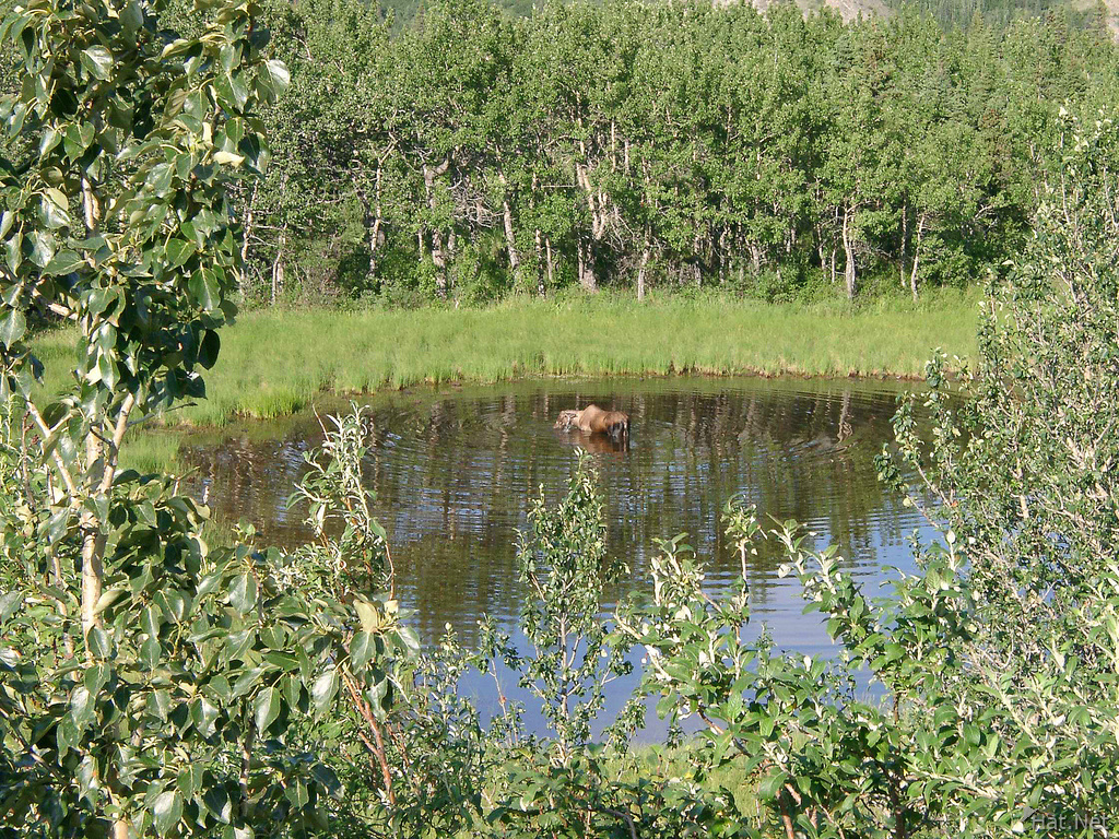 bathing moose