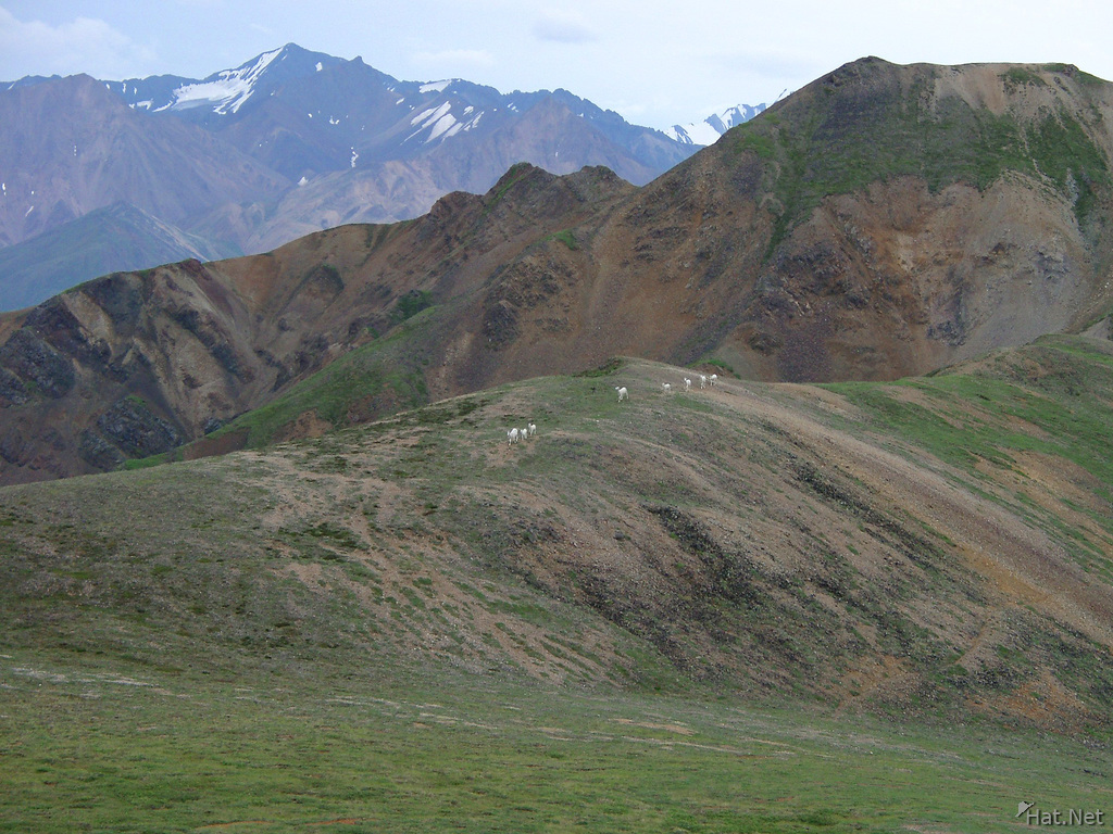 army of dall sheep