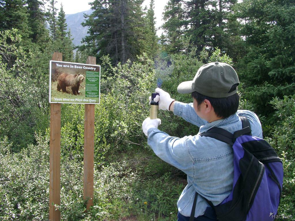 attack by bear sign