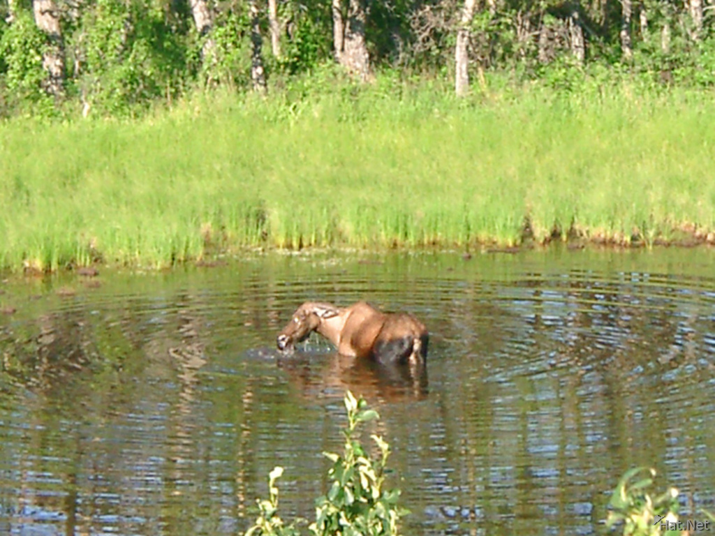 bathing moose