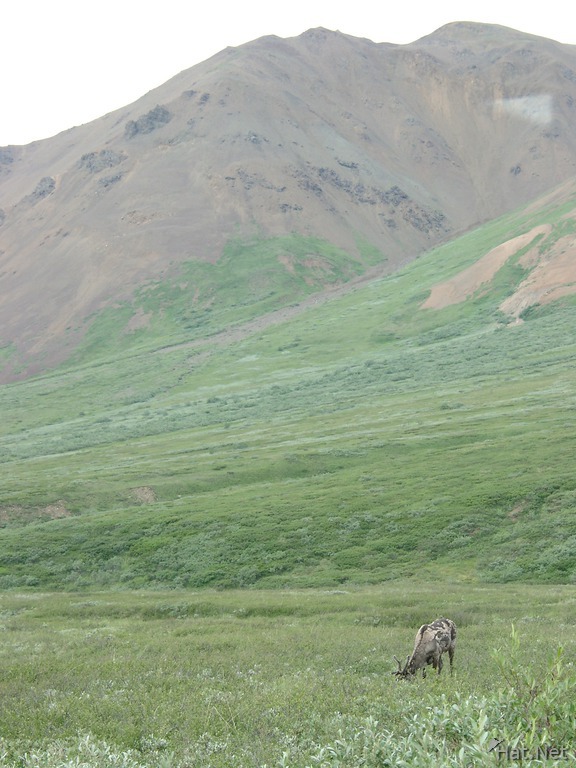 caribou sighting