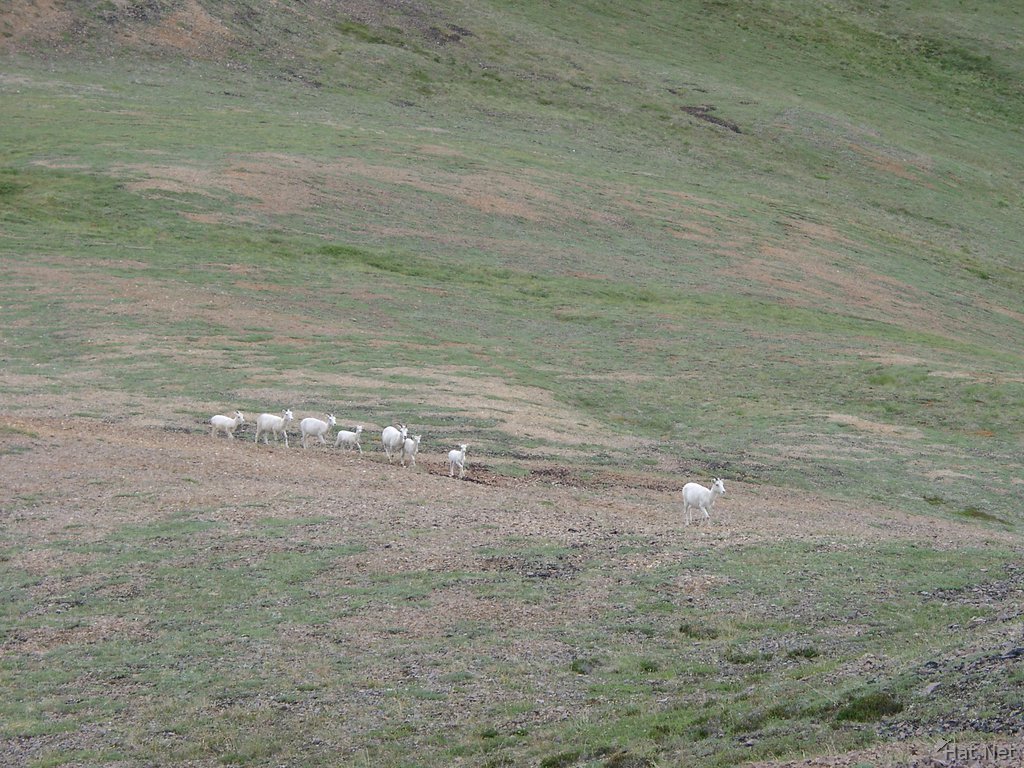eight dall sheep