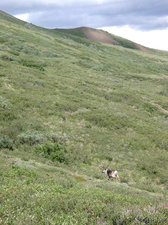 tracking caribou