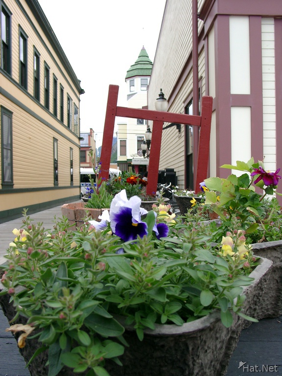 flowers and town