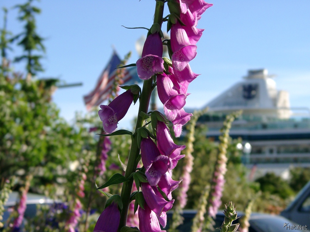 purple flower and cruise ship