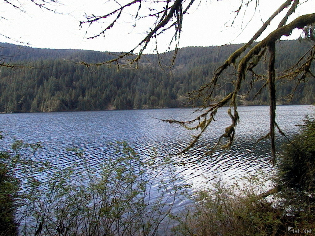 lakes through the old forest