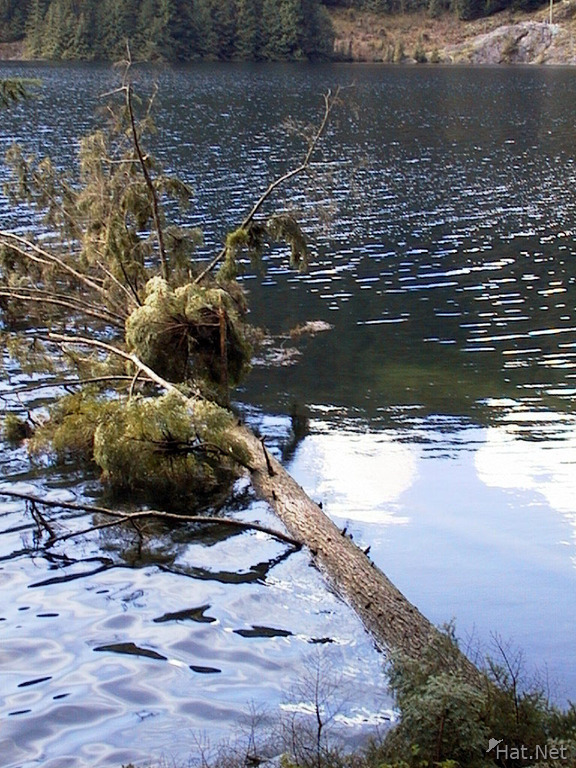 tree died in the lake