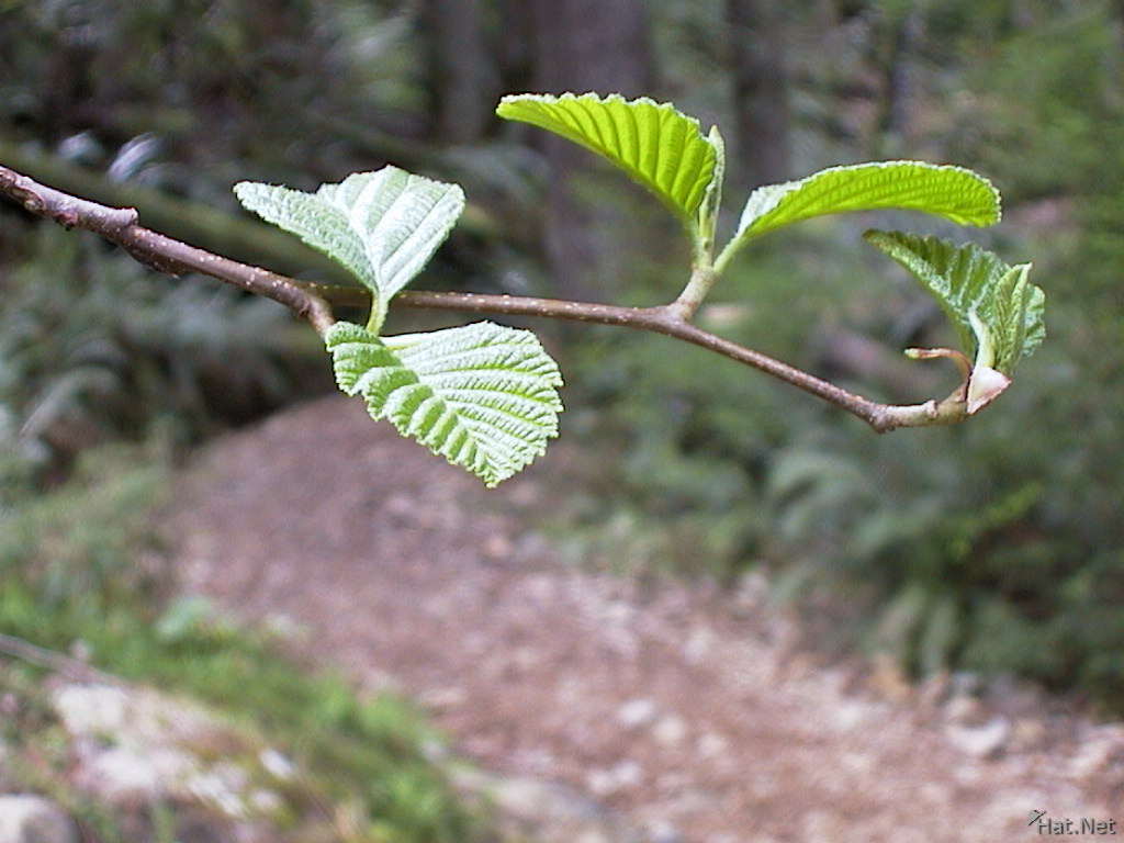 a branch