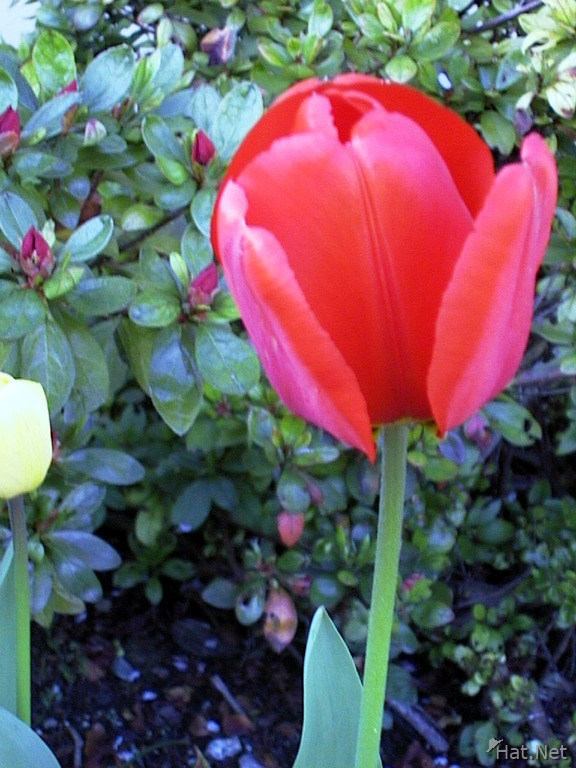 a single tulip