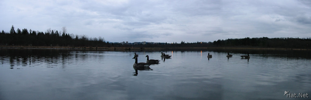 para burnaby lake ducks