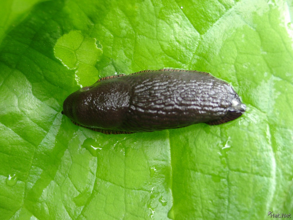 bigger slug