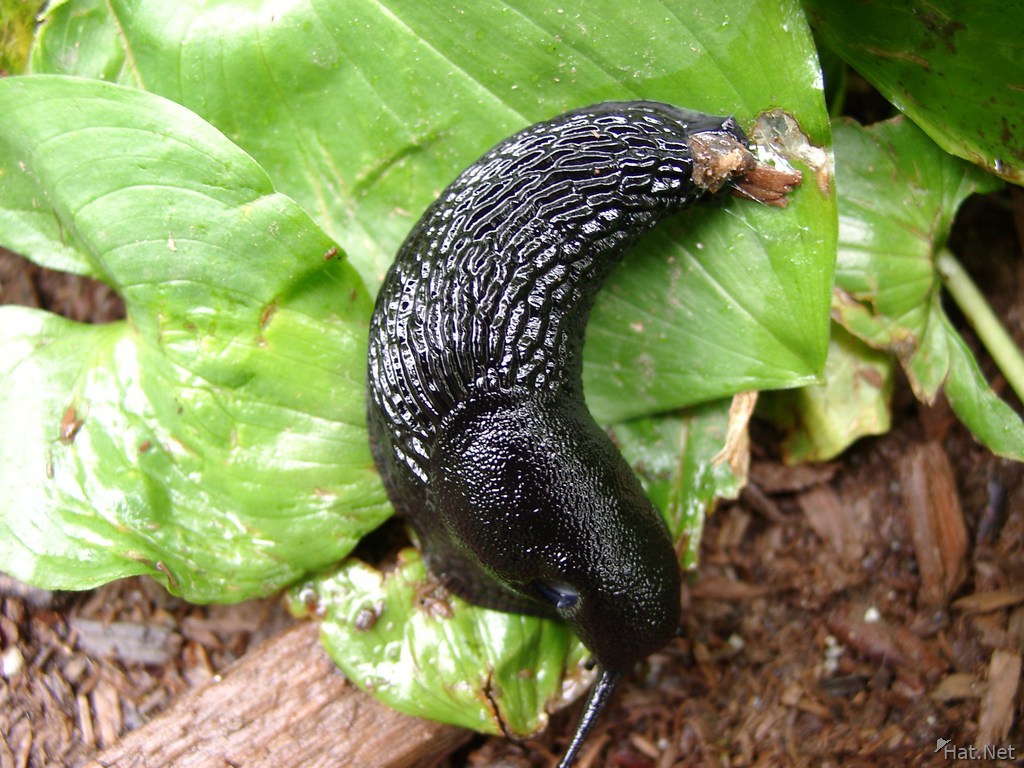 big ugly slug