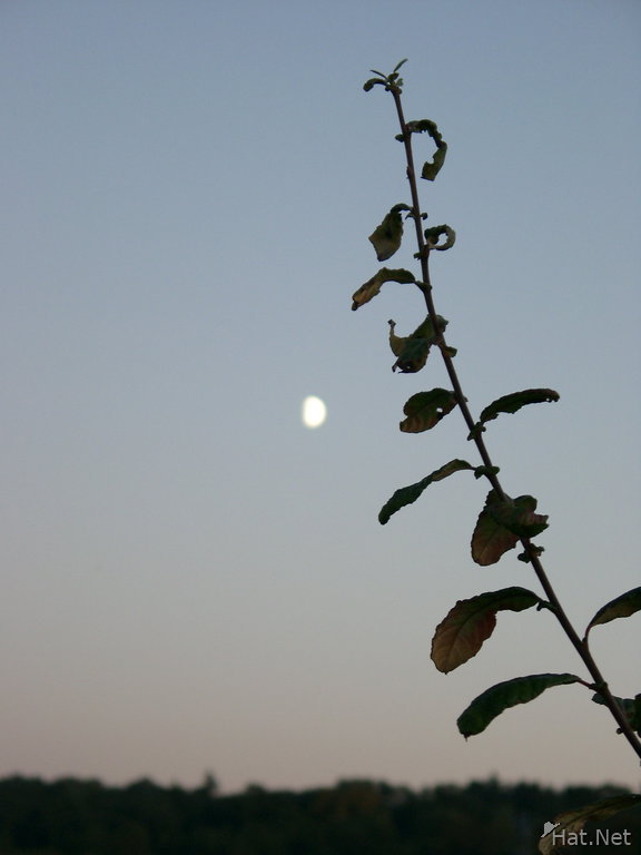 moonligh plant