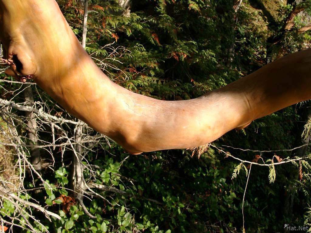 thick branch