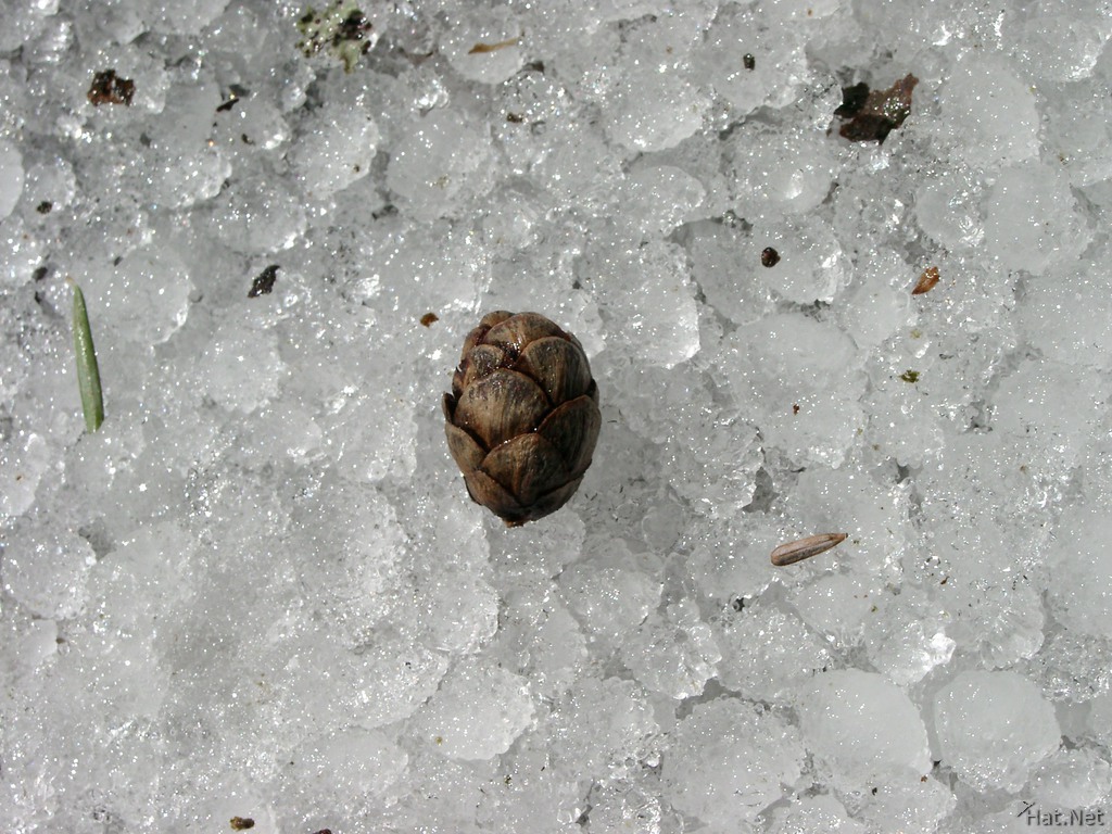 seed on the ice