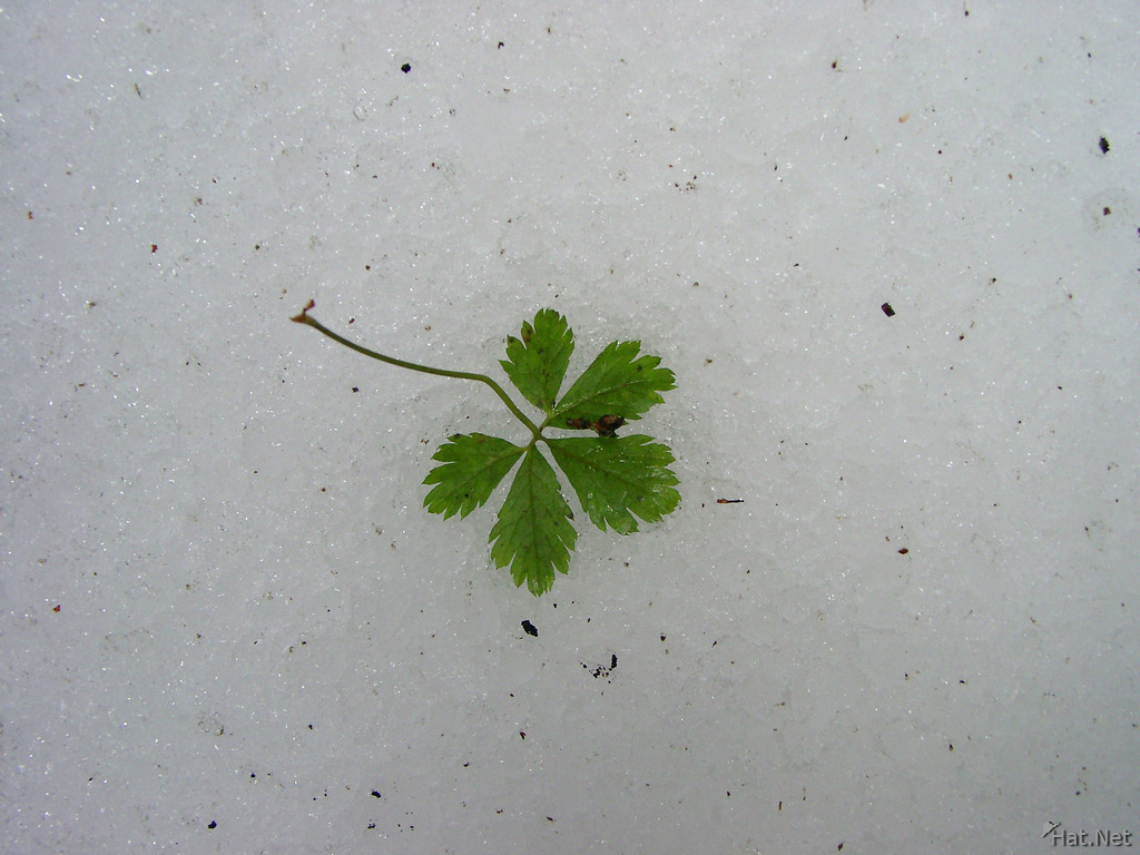 lucky clover leaf
