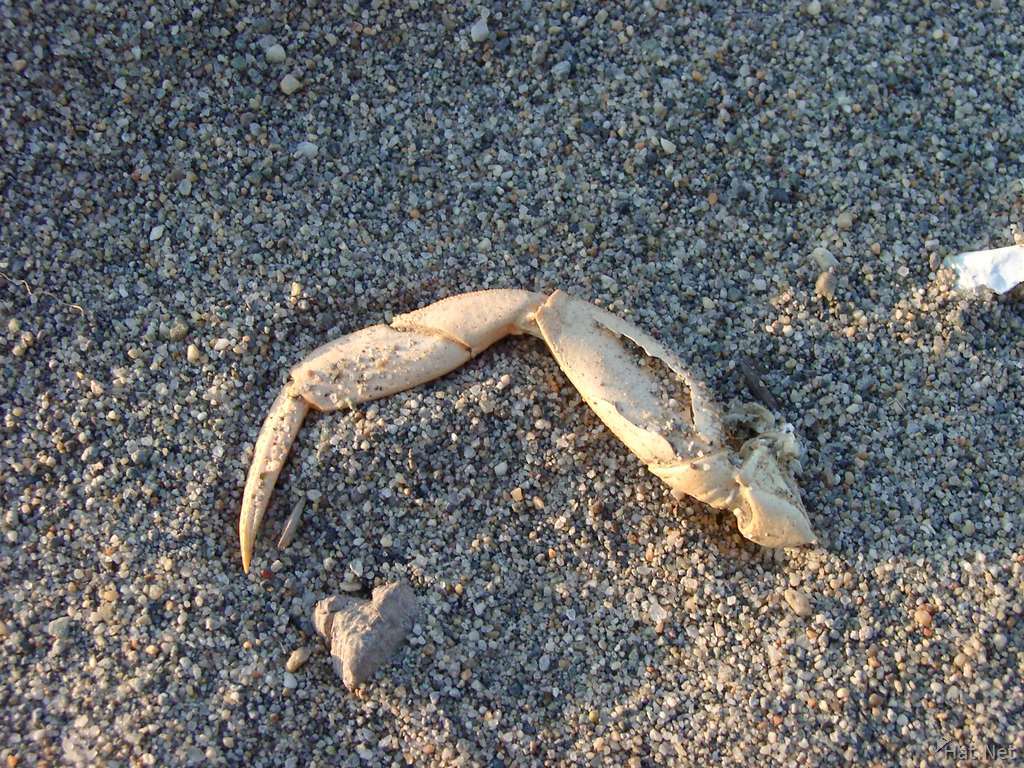 dead crab hand