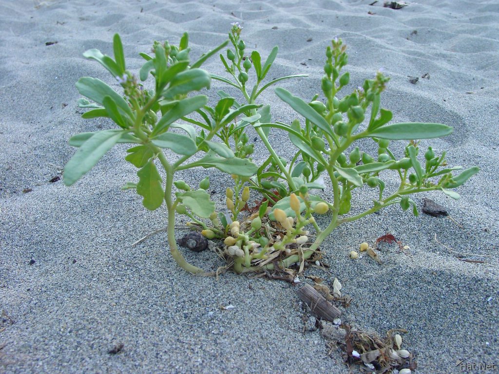 plant on the beach