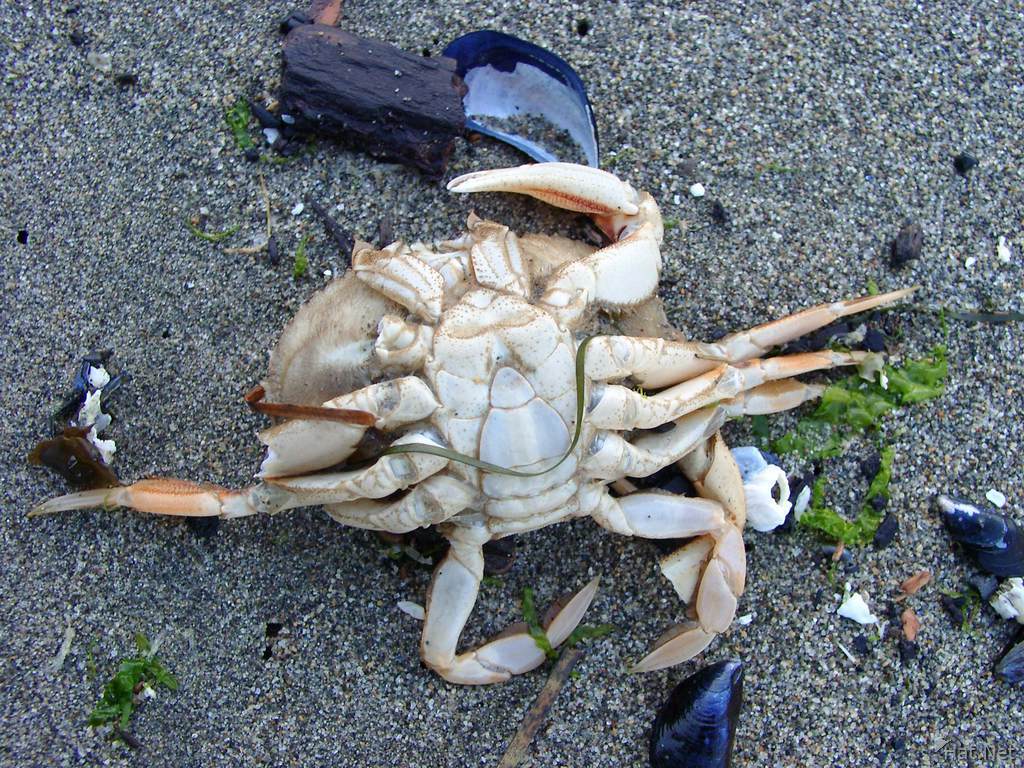 crab overturned