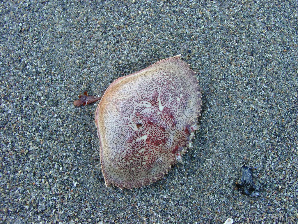 crab shell