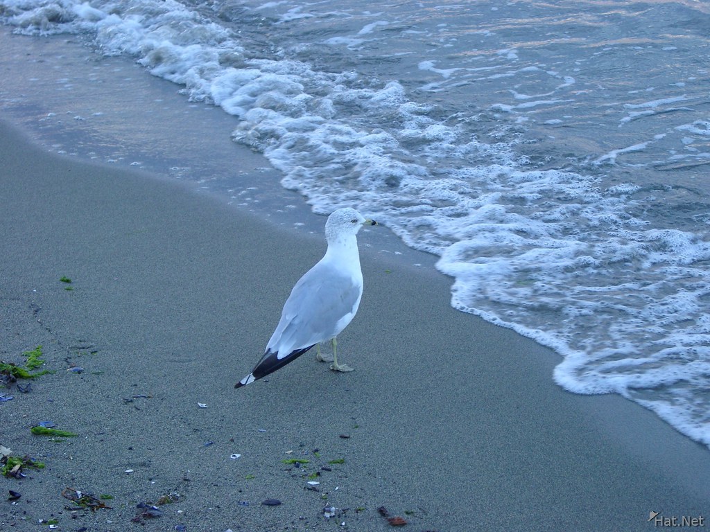 sea gull watching for wish