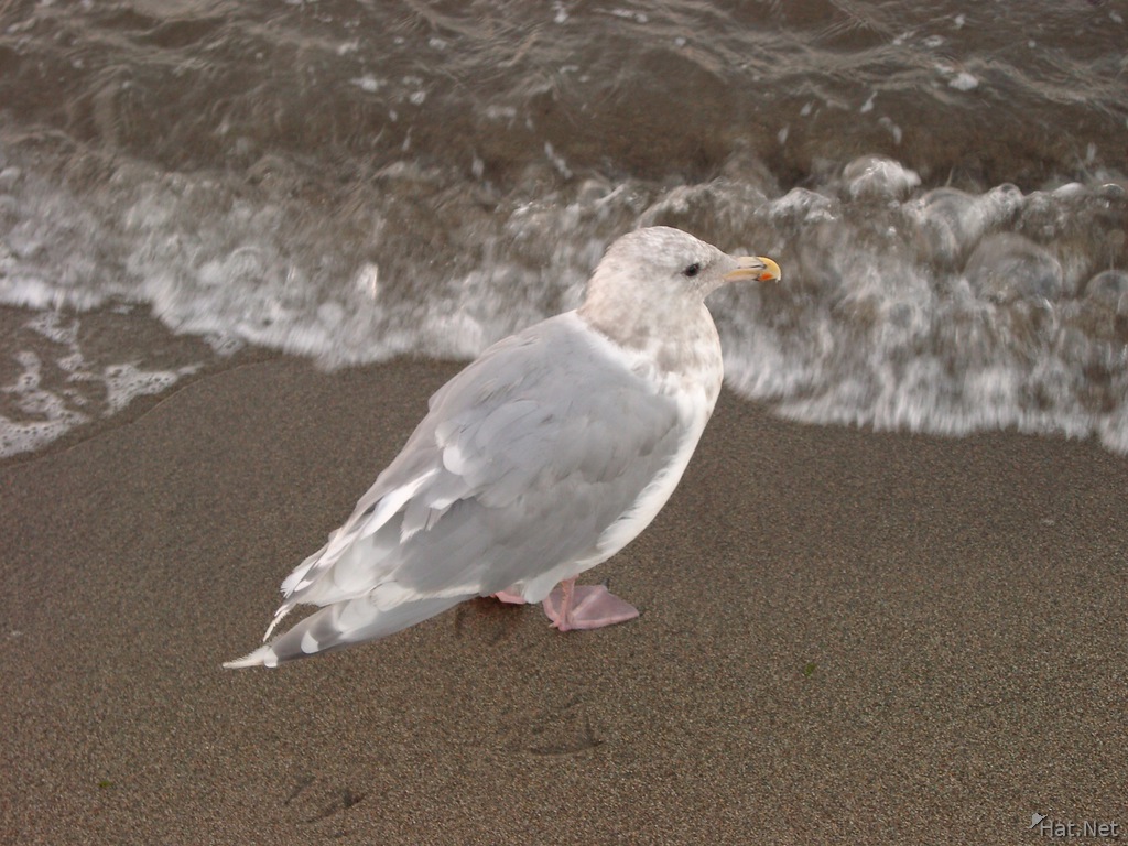 sea gull not afraid of current