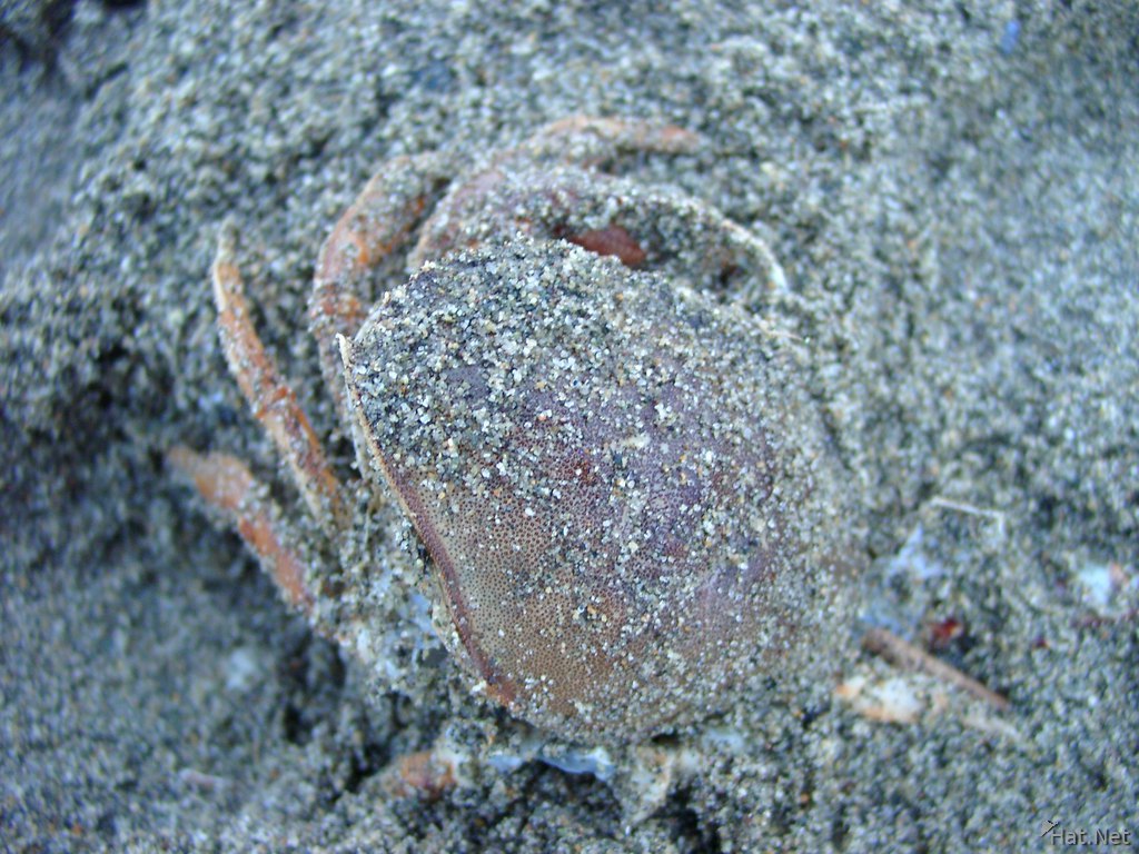 crab burried by sand