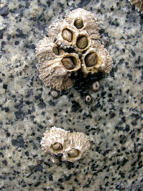colony of shells
