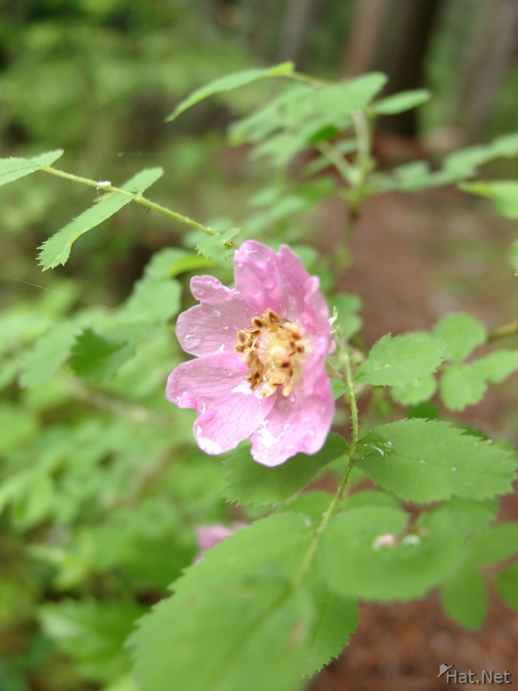 wet pink flower